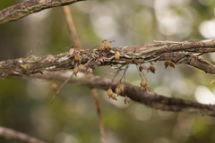 Dendrophylax porrectus