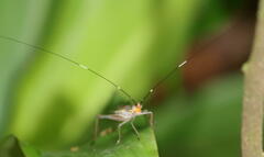Nisitrus