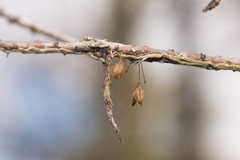 Dendrophylax porrectus