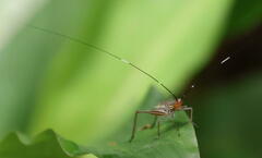 Nisitrus