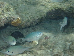 Azurina multilineata