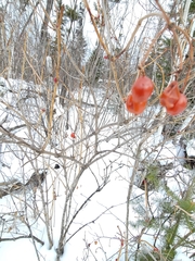Viburnum opulus americanum