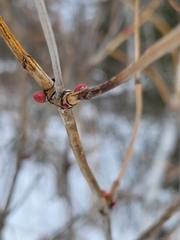 Viburnum opulus americanum
