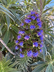 Echium candicans