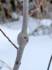 Euhexomyza schineri
