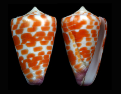 Conus edaphus