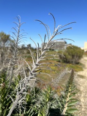 Echium candicans