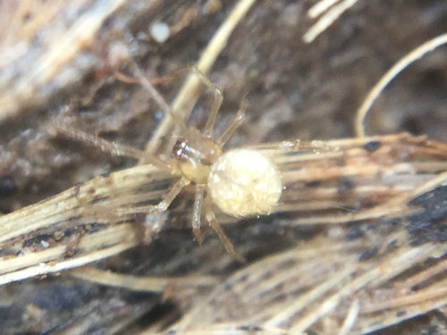 Dipoena buccalis · iNaturalist