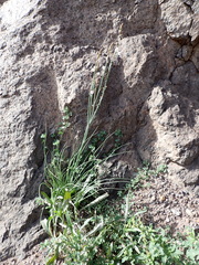 Asphodelus tenuifolius