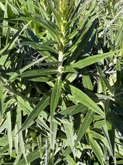Echium candicans