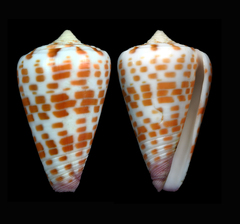Conus edaphus
