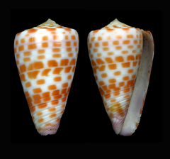 Conus edaphus