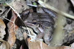 Leptodactylus insularum