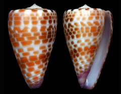 Conus edaphus