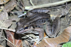 Leptodactylus insularum