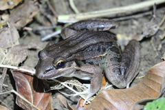 Leptodactylus bolivianus image