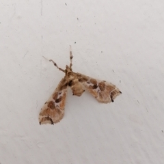 Leucinodes laisalis