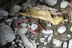 Siphlophis compressus