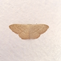 Scopula minorata