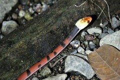 Siphlophis compressus