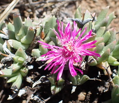 Ruschia rigens