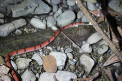Siphlophis compressus