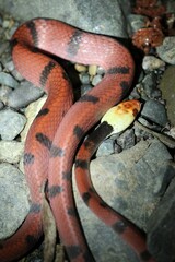 Siphlophis compressus
