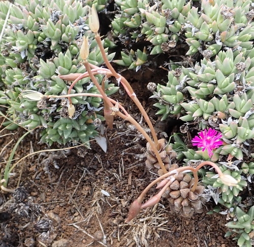 Anacampseros rufescens