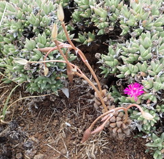 Anacampseros rufescens