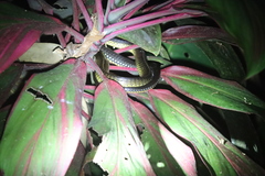 Chironius flavopictus