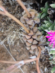 Anacampseros rufescens