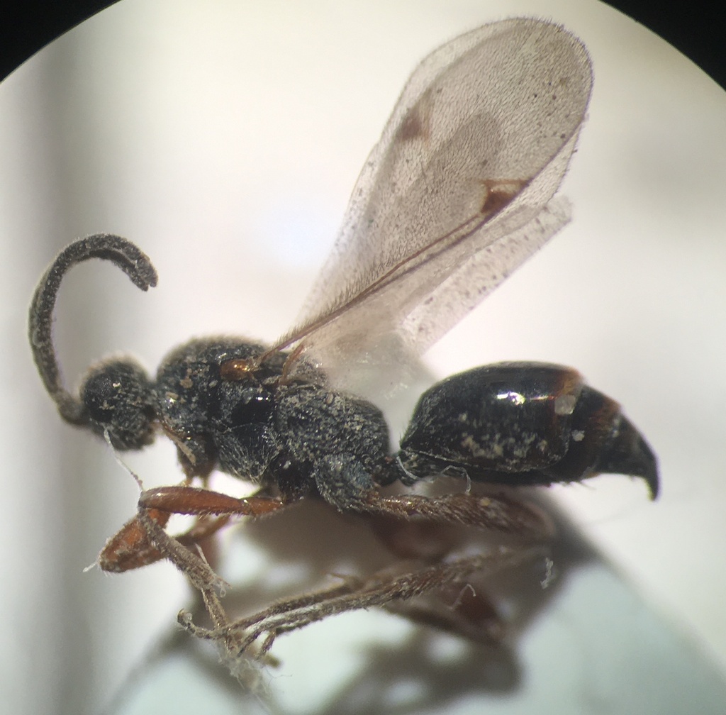 Exallonyx brevicornis