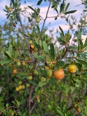 Diospyros lycioides
