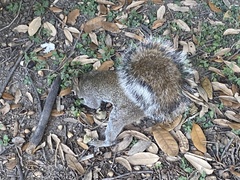 Sciurus alleni