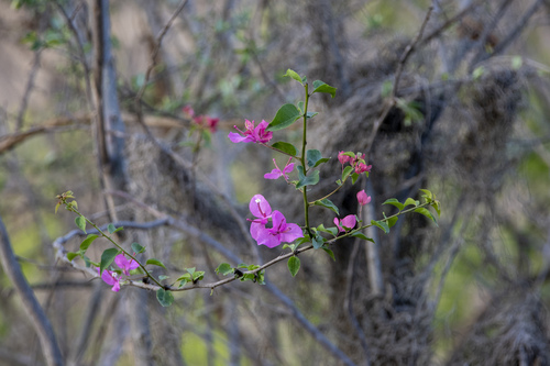 Peruvian bougainvillea (Bougainvillea peruviana)