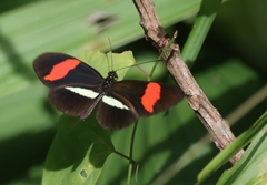 Heliconius erato