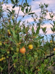 Diospyros lycioides