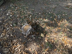 Sciurus alleni