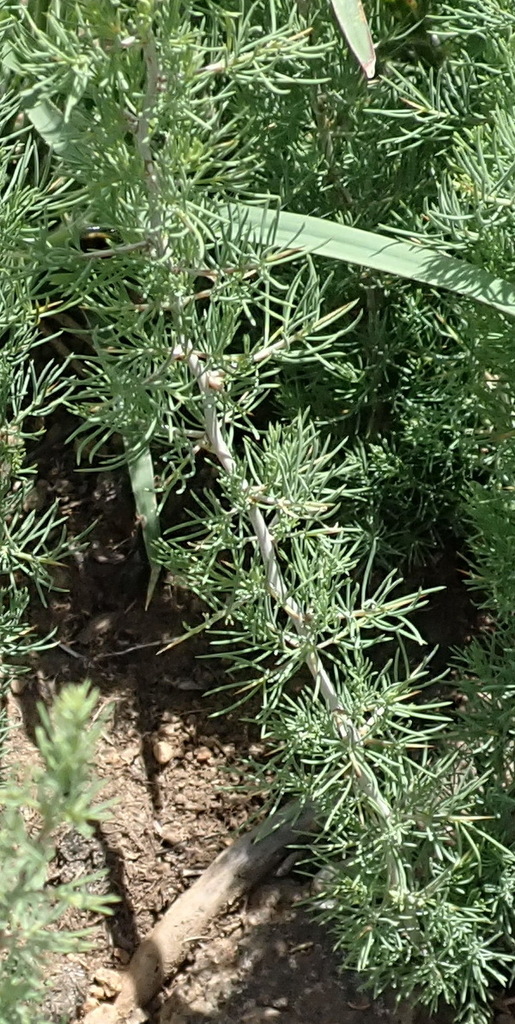 Asparagus from Roderick Hill, Bayswater Rural, Bloemfontein, 9301