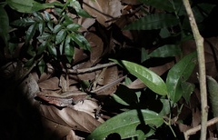 Holcosus quadrilineatus