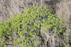 Ceiba trischistandra