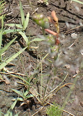 Dipcadi marlothii