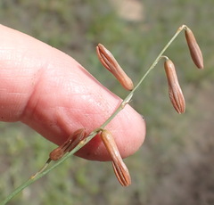 Dipcadi marlothii