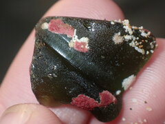 Homotrema rubrum