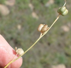 Dipcadi marlothii