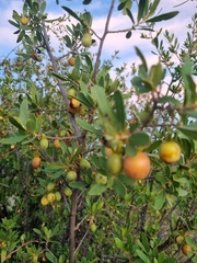 Diospyros lycioides