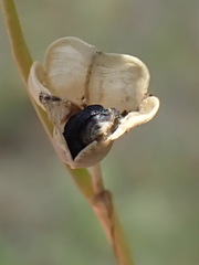 Dipcadi marlothii