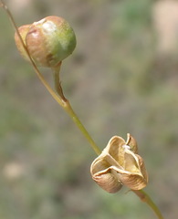 Dipcadi marlothii