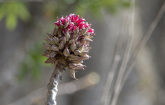 Vasconcellea parviflora