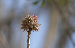 Vasconcellea parviflora